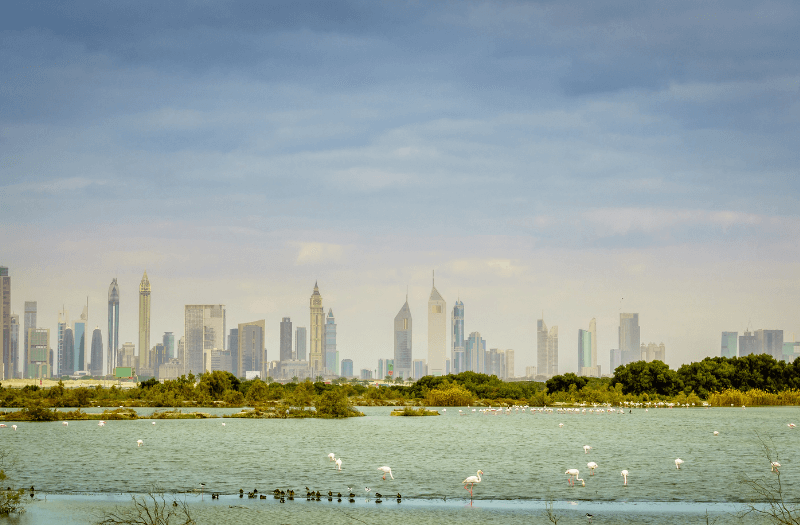 Ras Al Khor Wildlife Sanctuary – Flamingos in the City - hidden gems in Dubai