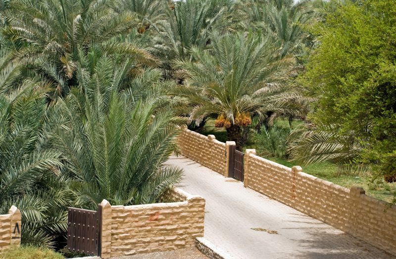 Al Ain Oasis